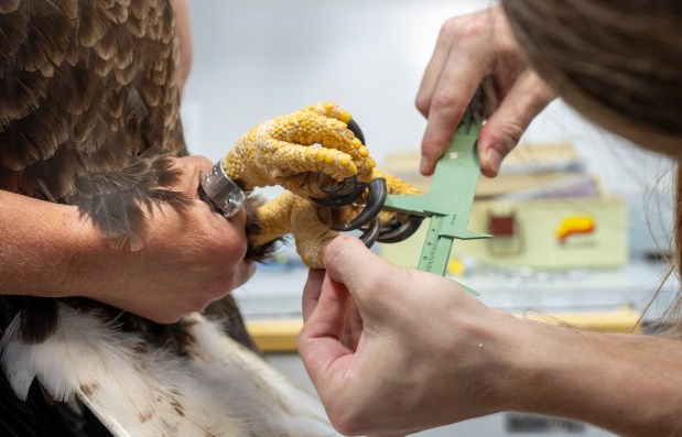 Before the bald eagle makes its exit from the birds of prey center, Cameron Couvillon conducts an exam on the bird and takes measurements of its toes and the sharp talons it uses for hunting. (Courtesy Tim Barker)
