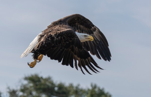The female bald eagle, about 5 years old, takes flight and heads north, perhaps back to Clay County where it might find a mate. Florida has about 2,500 nesting pairs of bald eagles, according to Audubon. (Courtesy Tim Barker)