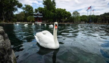 12 dead swans found at Orlando's Lake Eola Park