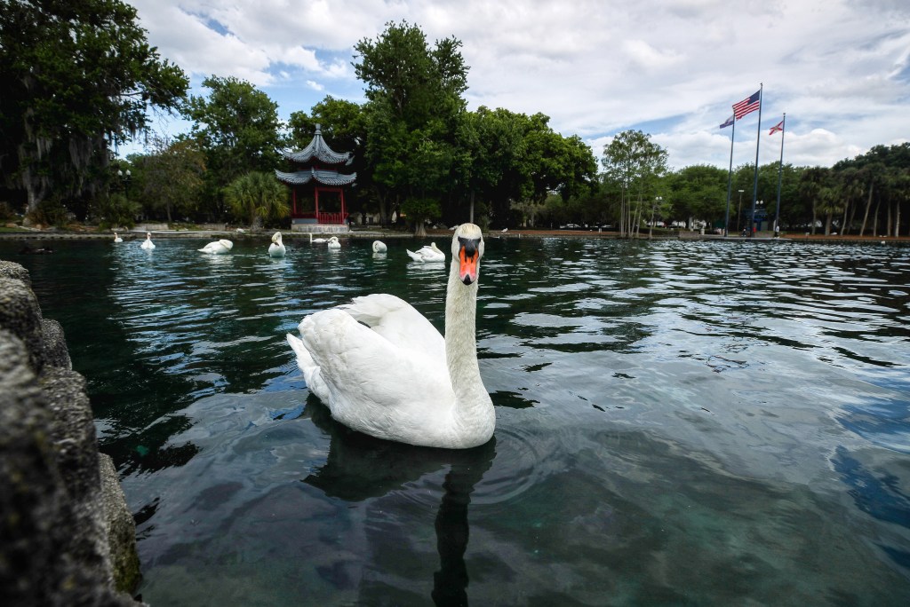 12 dead swans found at Orlando's Lake Eola Park