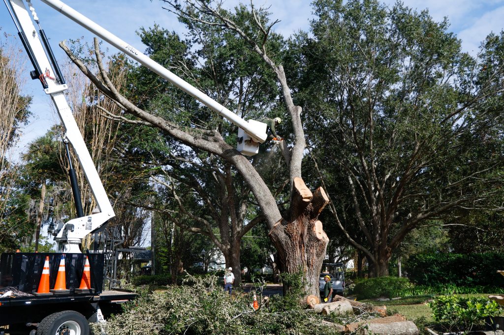 Orlando officials say tree count is good investment, despite DOGE criticisms – Orlando Sentinel
