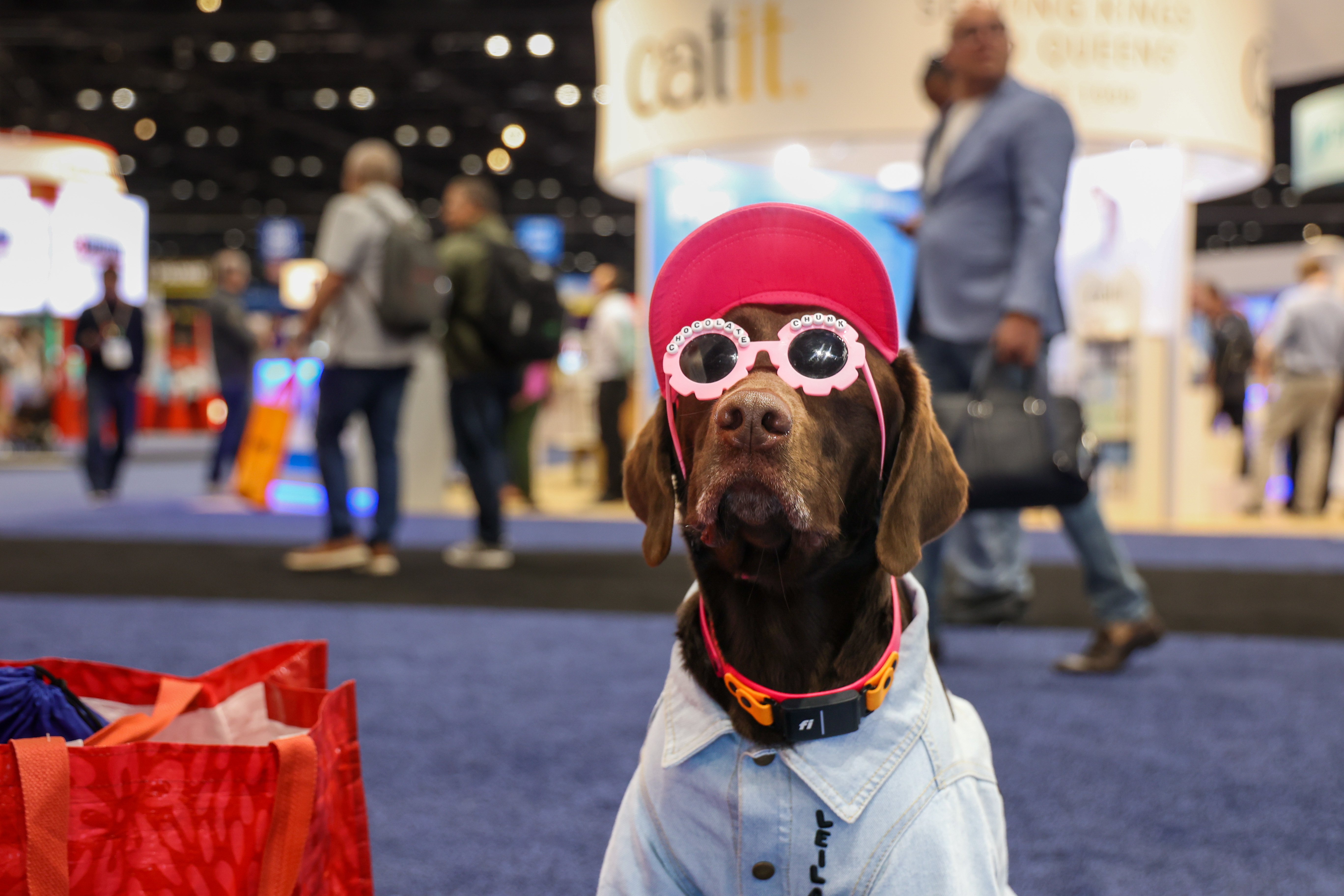 Leila, a chocolate Lab, shows off her unique style at...