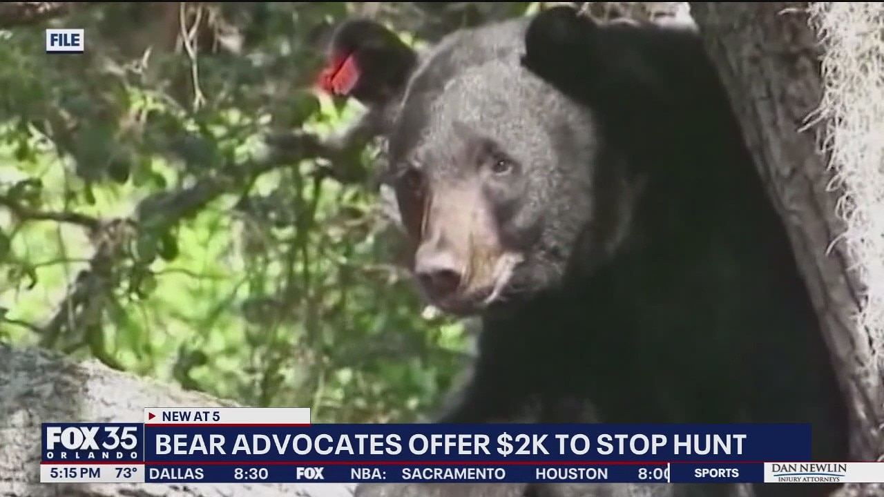 Bear advocates offer $2K to not hunt black bears