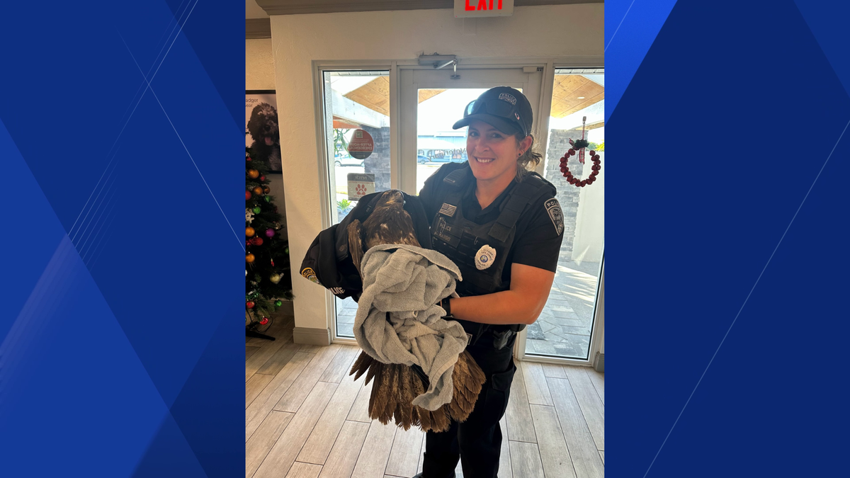 Injured young bald eagle rescued by Florida police officer