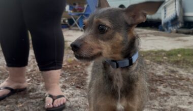 Rescue dog saves mother and daughter from destructive RV fire while they slept