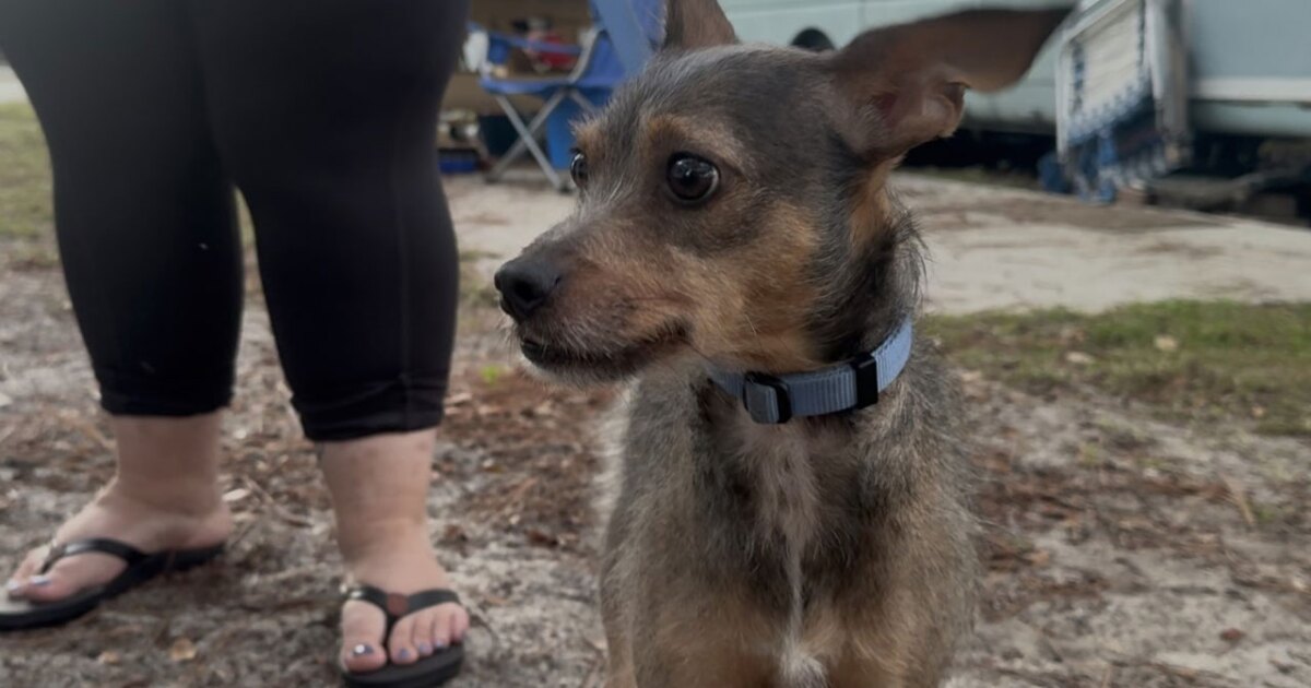 Rescue dog saves mother and daughter from destructive RV fire while they slept