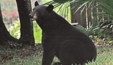 Backlash grows over Florida bear hunt as kill numbers remain unreleased