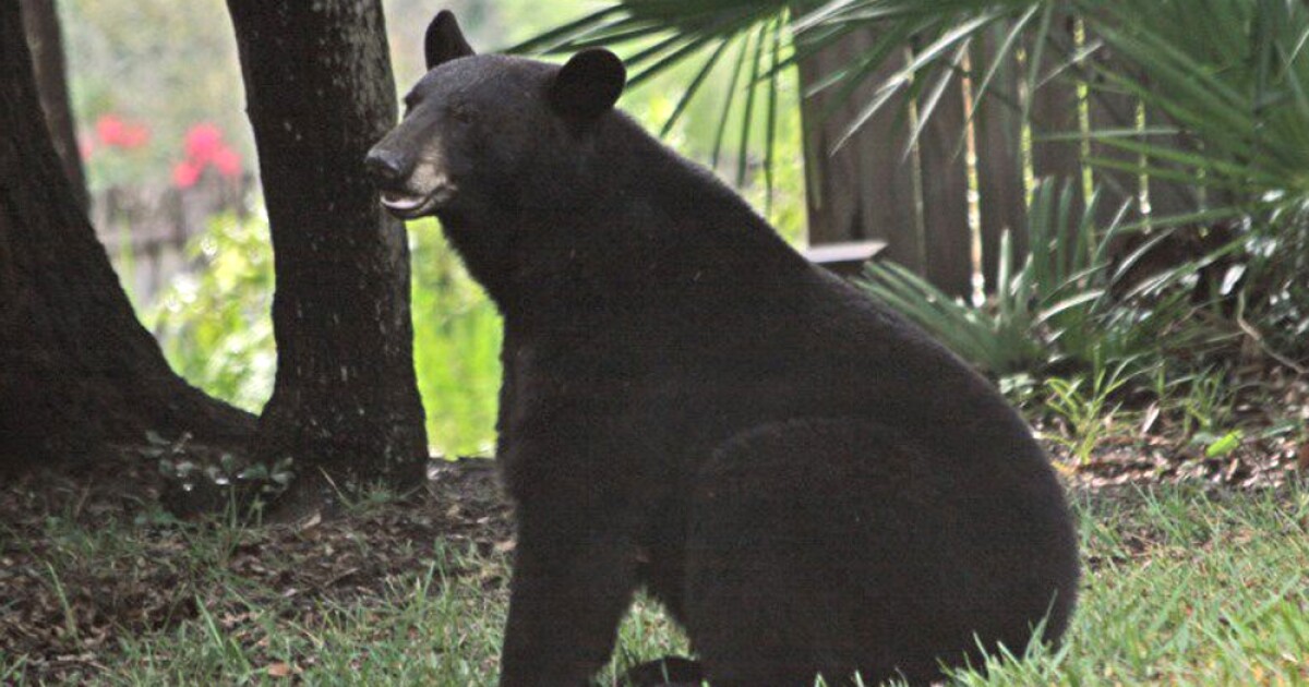 Backlash grows over Florida bear hunt as kill numbers remain unreleased