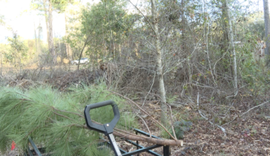 North Florida Wildlife asks for Christmas tree donations to support animal care