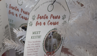 Dog rescue hopes to spread holiday cheer to rescue pups