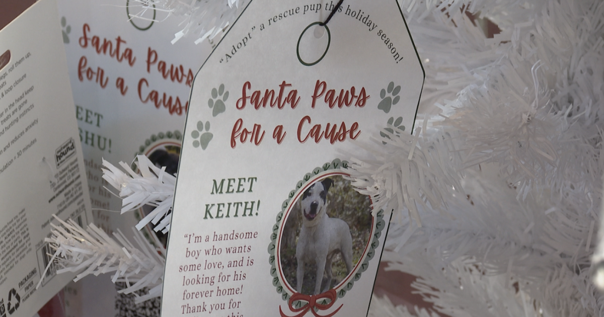 Dog rescue hopes to spread holiday cheer to rescue pups