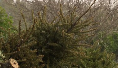 St. Pete offering free Christmas tree pickup through Feb. 9