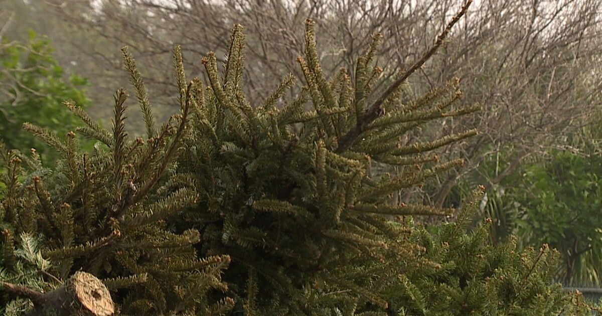 St. Pete offering free Christmas tree pickup through Feb. 9