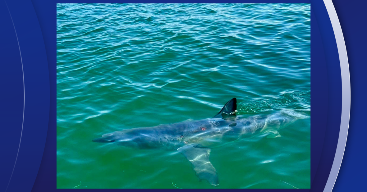 Shark steals the show off Honeymoon Island in once-in-a-lifetime sighting