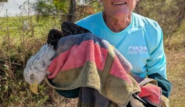 Eagle injured in Cape Coral being treated and recovering at CROW