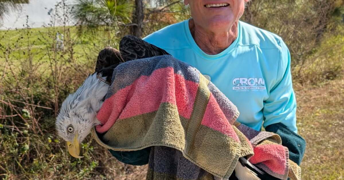 Eagle injured in Cape Coral being treated and recovering at CROW
