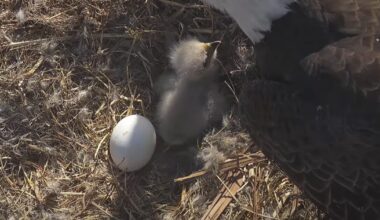 Is a Christmas miracle likely? Only time will tell for eagles as nest's second egg remains unhatched
