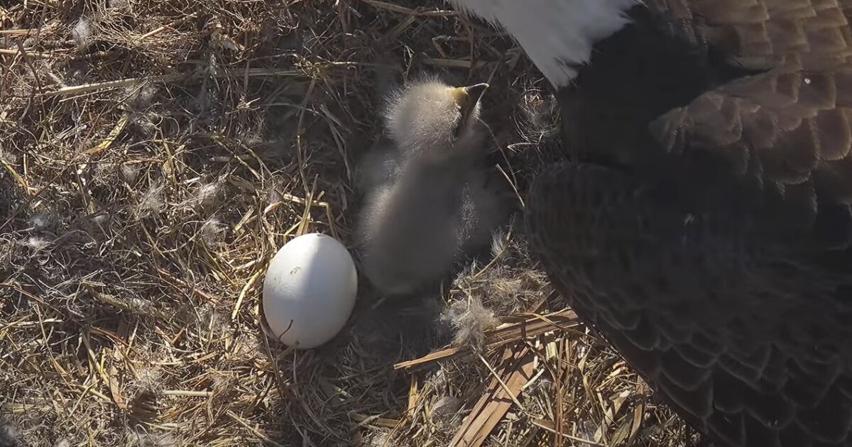 Is a Christmas miracle likely? Only time will tell for eagles as nest's second egg remains unhatched