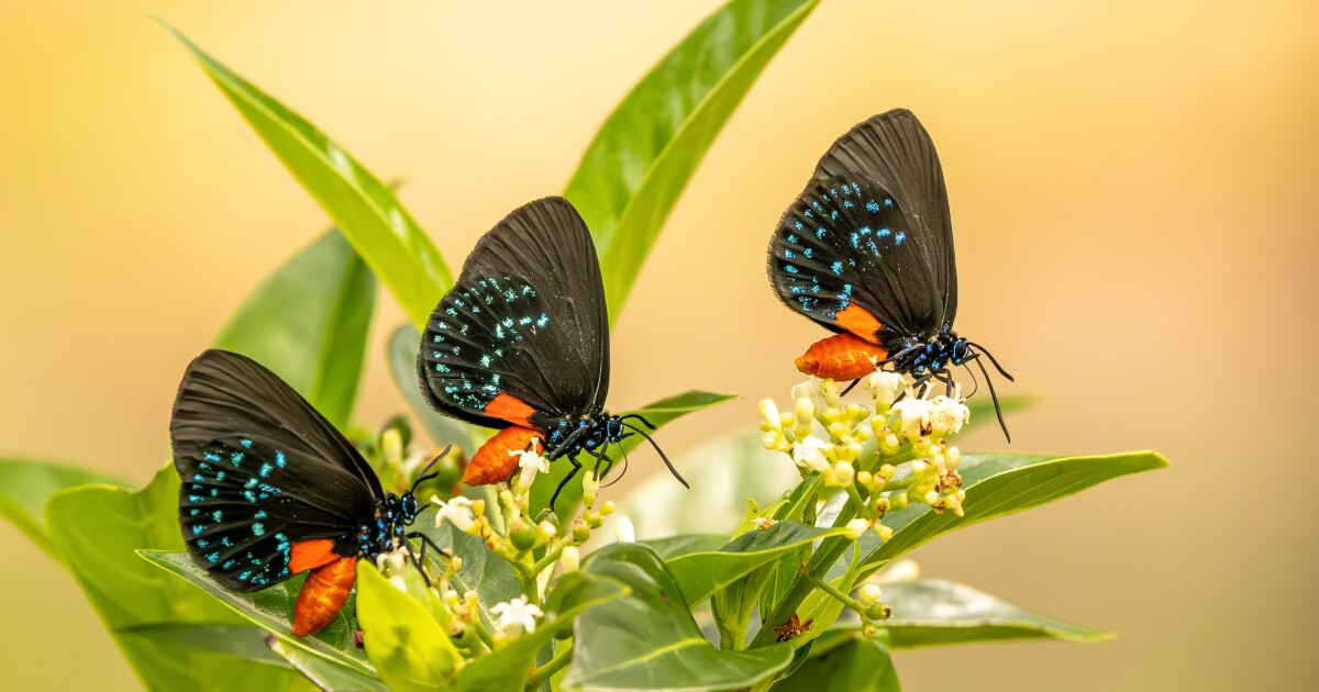 Deadline little more than a month away for Six Mile Cypress Slough Preserve photography contest