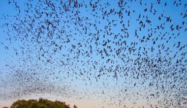 Sanibel group helps island bat colonies recover from hurricanes