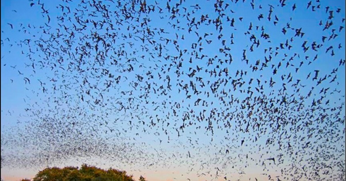 Sanibel group helps island bat colonies recover from hurricanes
