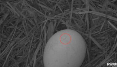 Pip confirmed in North Fort Myers eagle egg -- a hatch is imminent