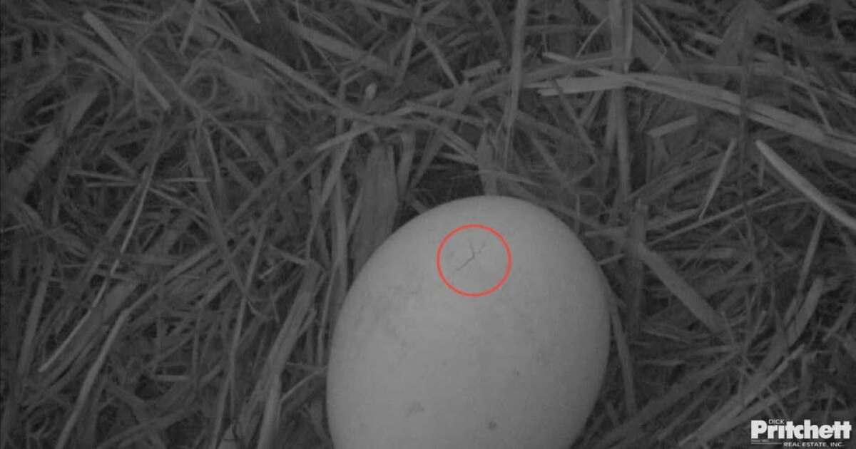 Pip confirmed in North Fort Myers eagle egg -- a hatch is imminent