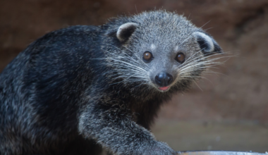 Neither "bear" nor "cat," the Tallahassee's new guest animals have aspects of both, along with the occasional aroma of buttered popcorn