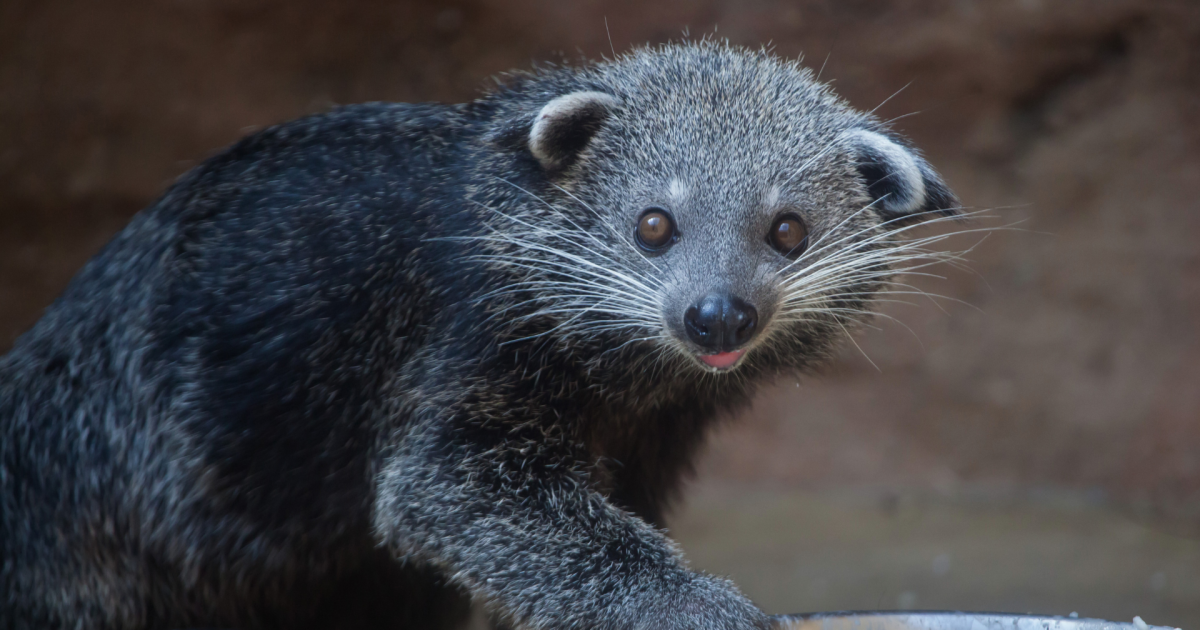 Neither "bear" nor "cat," the Tallahassee's new guest animals have aspects of both, along with the occasional aroma of buttered popcorn