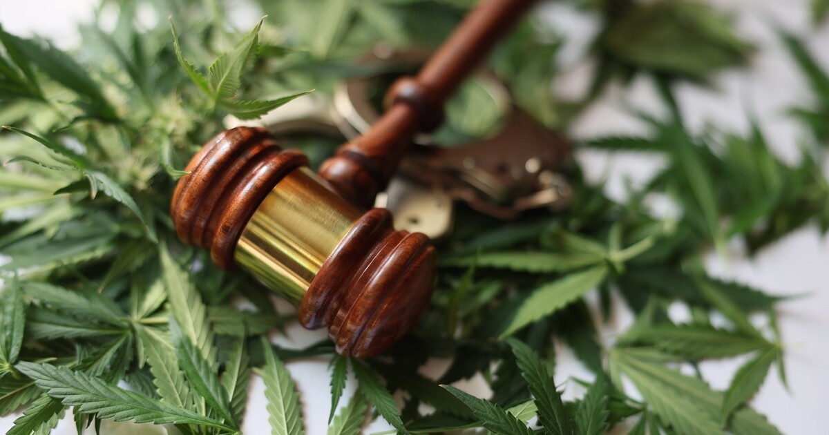 Tallahassee police have seized more than 50 pounds of marijuana