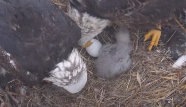 Second eagle egg likely failed; many possibilities for no hatch