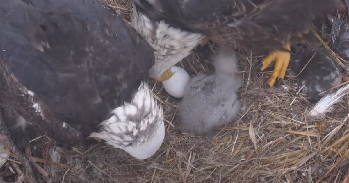 Second eagle egg likely failed; many possibilities for no hatch