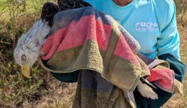 Eagle found injured in Cape Coral receives treatment and is recovering