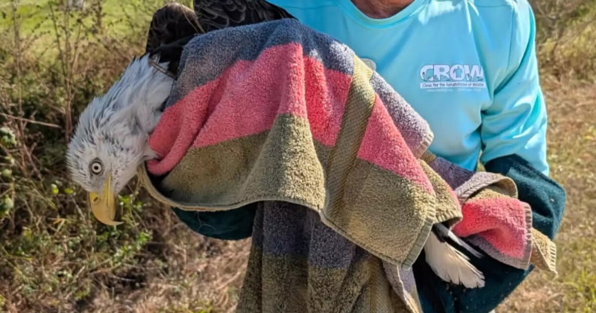 Eagle found injured in Cape Coral receives treatment and is recovering