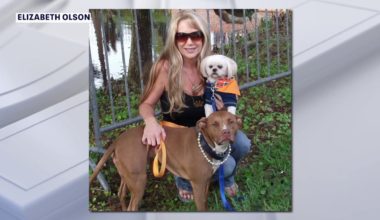 Pinellas County considers stricter oversight of retail pet stores after hundreds of violations