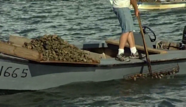 Florida’s oyster industry plans comeback after years of decline