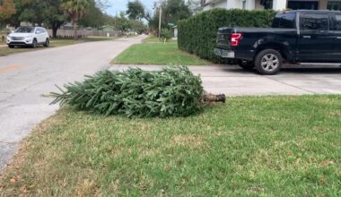 How to dispose of your real Christmas tree around Tampa Bay