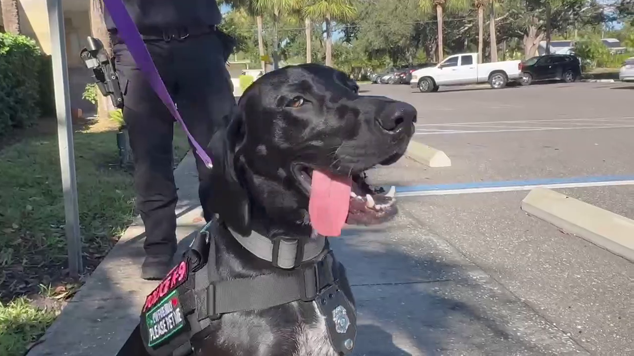 Gulfport PD’s first therapy dog easing stresses of officer, community members