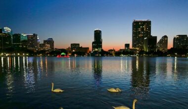 Officials suspect bird flu after 12 swans die at Orlando's Lake Eola