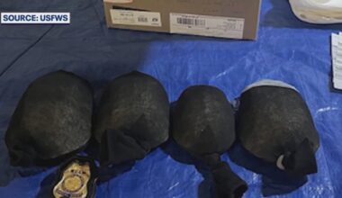 Florida turtles stuffed in socks recovered in illegal animal trafficking case