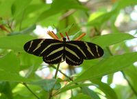 zebra_longwing_butterfly