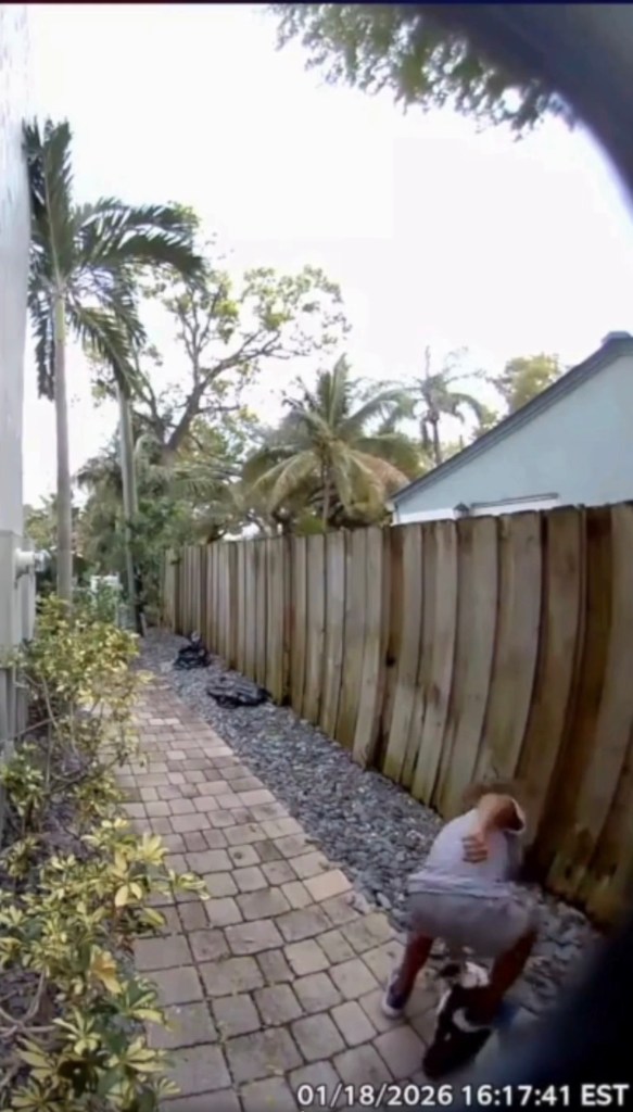A person in a gray shirt and shorts stomping on a black and white duck next to a wooden fence.