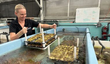 Florida Aquarium transfers 9,000 baby coral reef