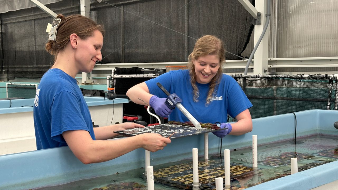 Scientists say Florida’s coral reef system is a huge asset to our state, and they hope to help restore at least 25% of the reefs in the Keys through projects like this. (Spectrum News/Fallon Silcox)