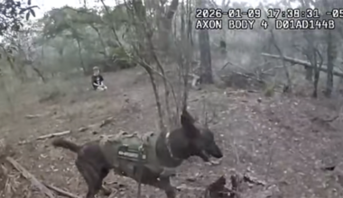 Video shows Florida deputy, K-9 finding missing boy lost in woods – NBC 6 South Florida