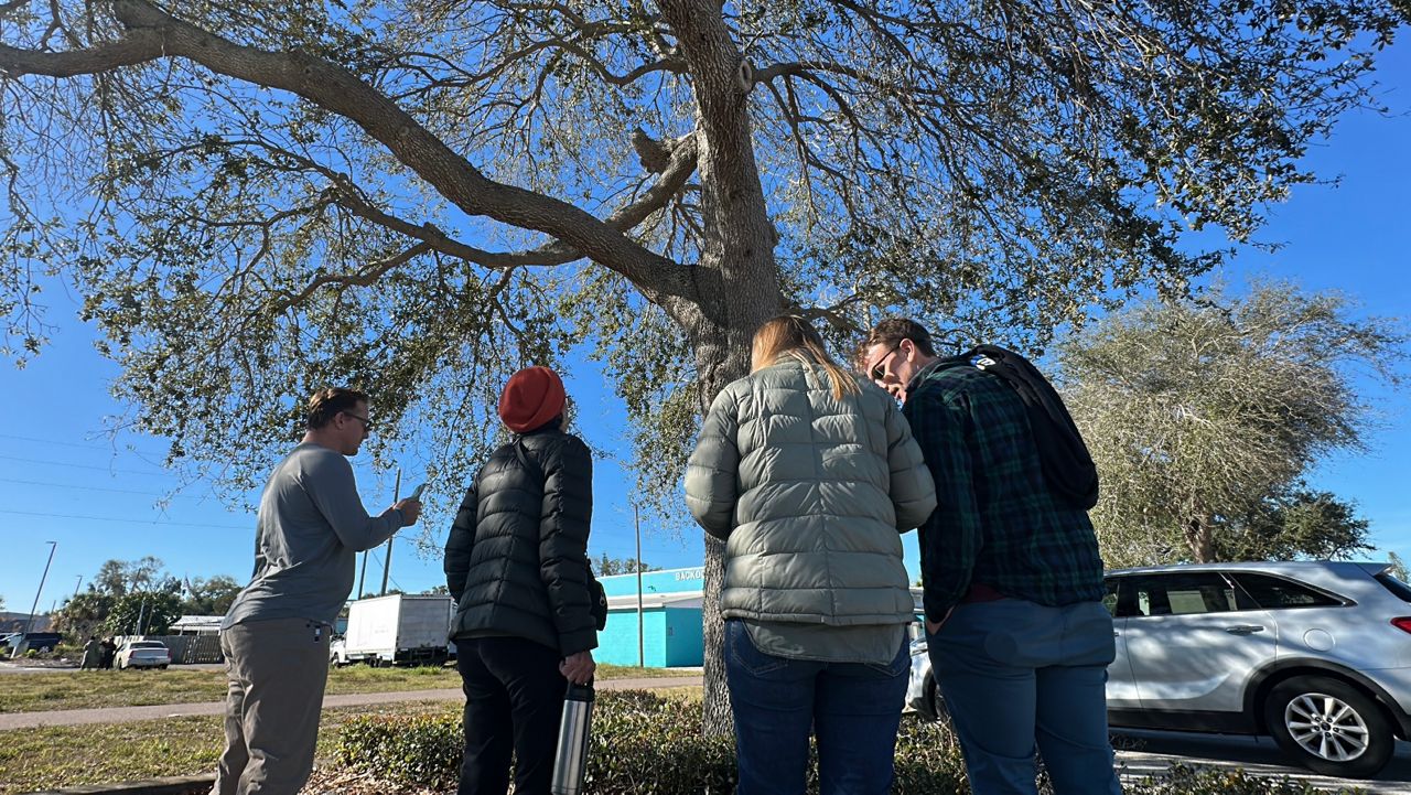 The initial team collected data about tree species, size, condition and location outside the Gulfport Community Center. (Spectrum Bay News 9/Tyler O'Neill)