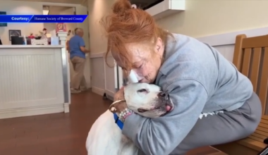 After being lost for 2 years, 11-year-old dog reunites with family after being brought to Humane Society of Broward County - WSVN 7News | Miami News, Weather, Sports