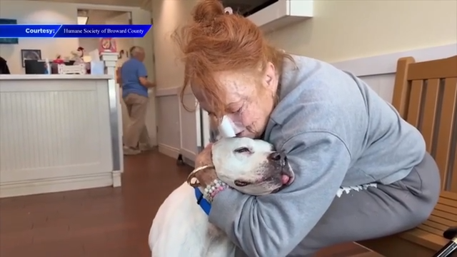 After being lost for 2 years, 11-year-old dog reunites with family after being brought to Humane Society of Broward County - WSVN 7News | Miami News, Weather, Sports