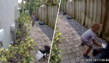 Police searching for child who was caught on camera killing duck in Fort Lauderdale – NBC 6 South Florida