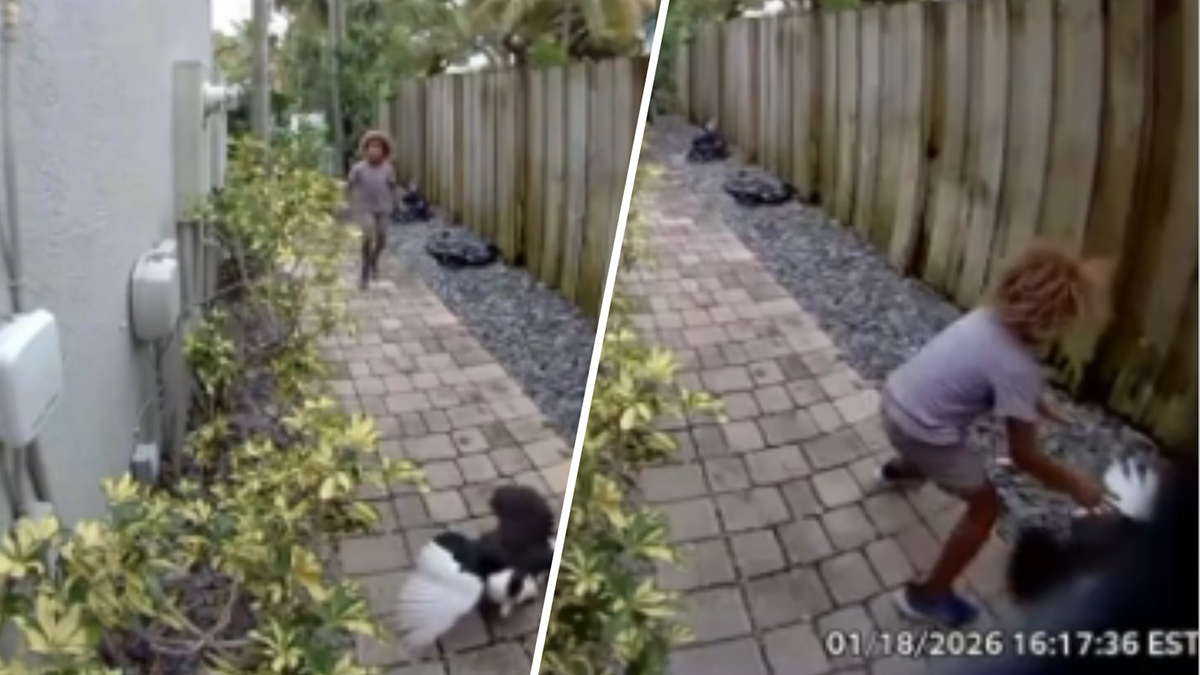 Police searching for child who was caught on camera killing duck in Fort Lauderdale – NBC 6 South Florida